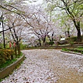 隅田公園 櫻花滿開