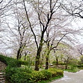 隅田公園 櫻花滿開