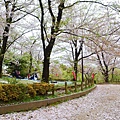 隅田公園 櫻花滿開