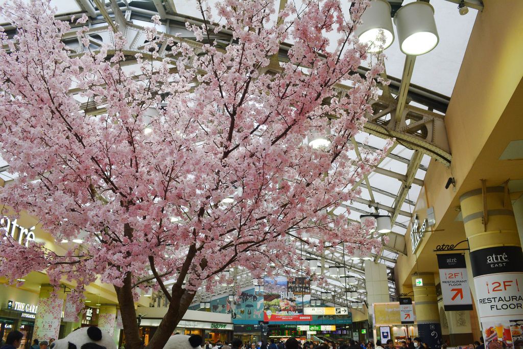 上野車站的櫻花樹