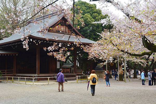 靖國神社的櫻花