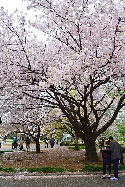 新宿御苑的櫻花