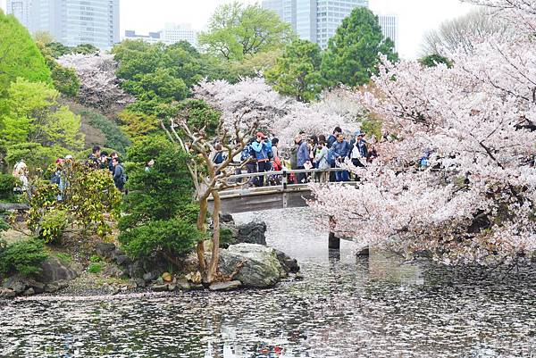 新宿御苑的櫻花