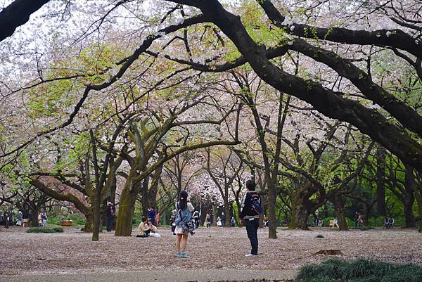 新宿御苑的滿地櫻花