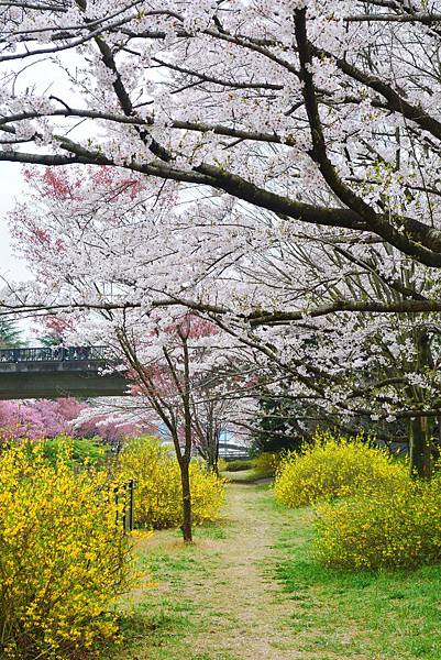 國營昭和記念公園