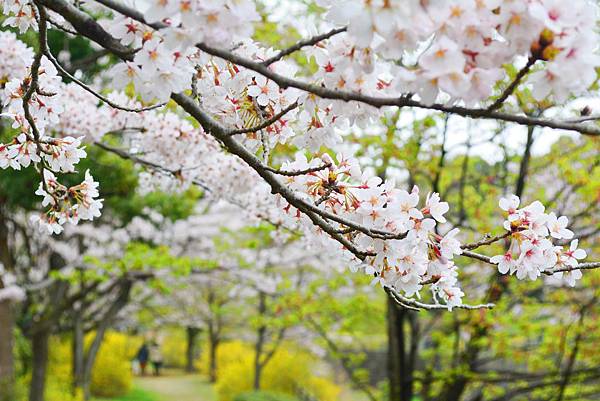 國營昭和記念公園