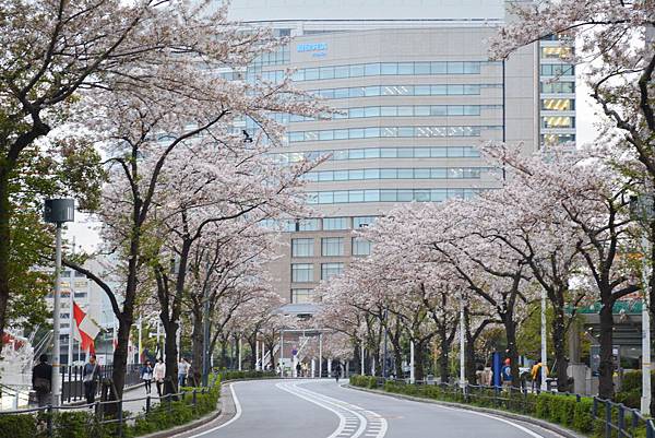 横濱港 櫻花