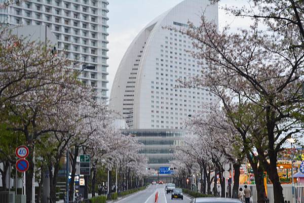 横濱港 櫻花