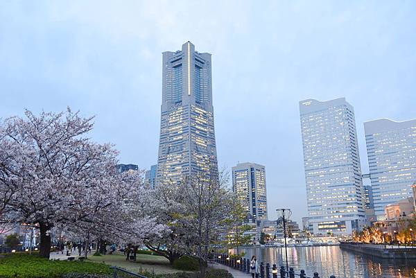 横濱港 櫻花