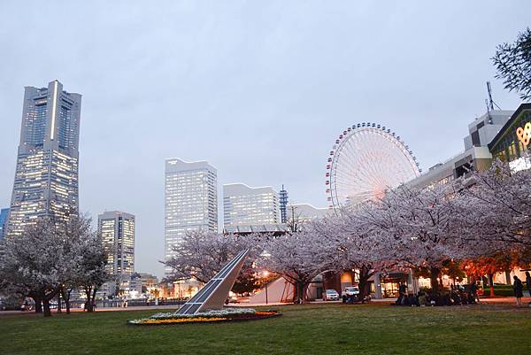 横濱港 櫻花