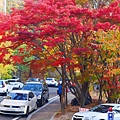 首爾大學紅葉