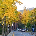 首爾大學。落星岱路