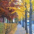 首爾大學。落星岱路