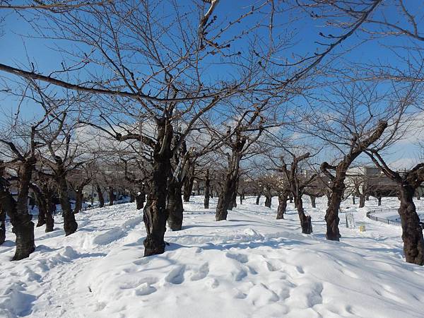 五陵郭公園