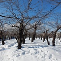 五陵郭公園