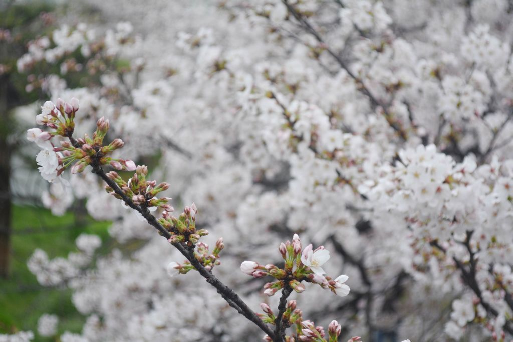 DSC_0090.JPG DSC_0090.JPG