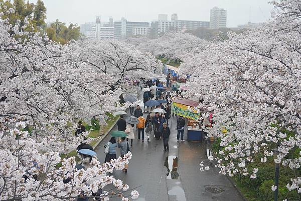 毛馬櫻之宮公園