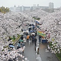 毛馬櫻之宮公園