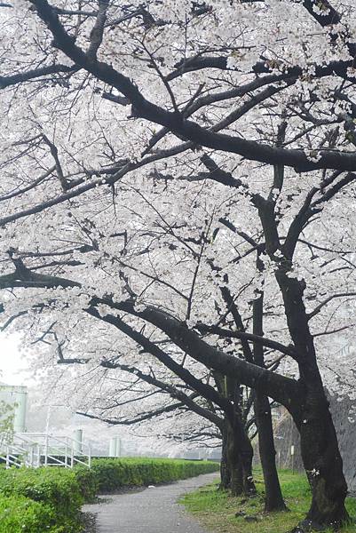 毛馬櫻之宮公園