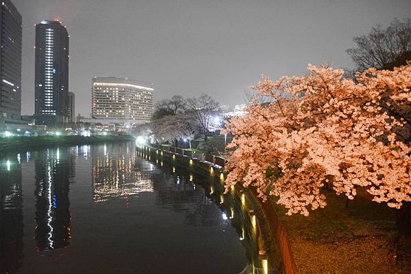 大阪城夜櫻