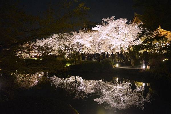 東寺夜櫻