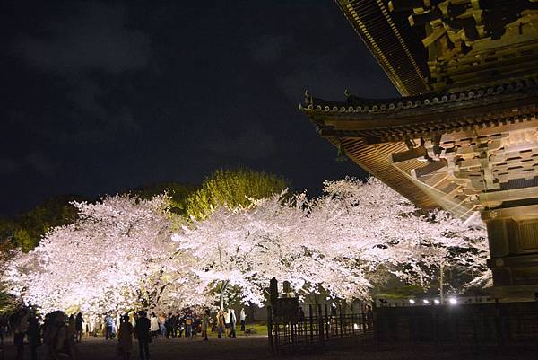 東寺夜櫻