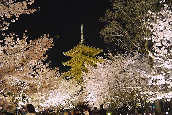 東寺夜櫻