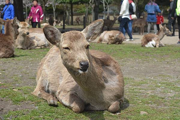 奈良公園