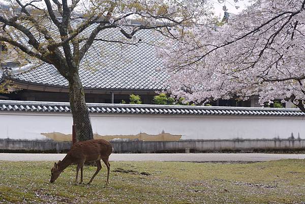 奈良公園