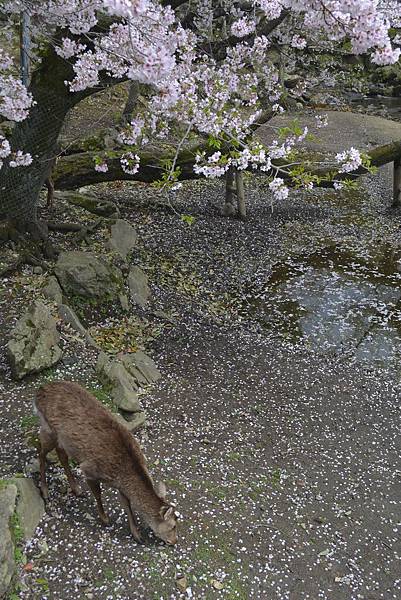 奈良公園