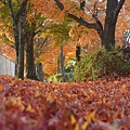 輕井澤紅葉