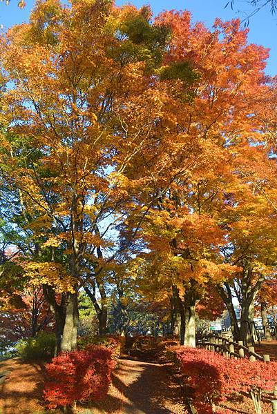 旭日丘公園