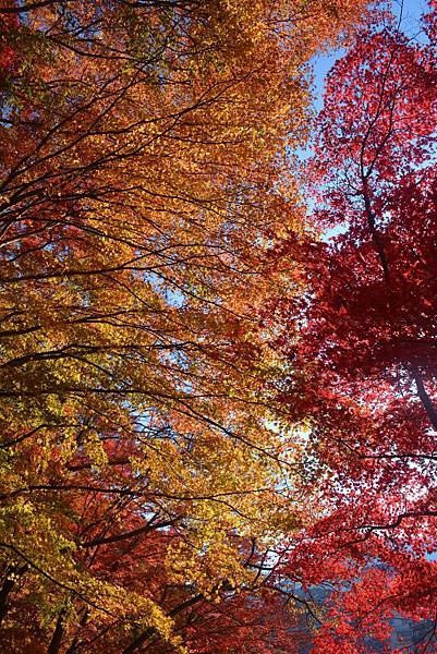 紅の吊橋