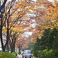 大邱秋景