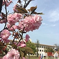 四月下旬玉川公園櫻花
