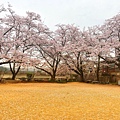 高山 宮川綠地公園