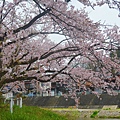 高山 宮川綠地公園