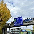 東京 西八王子 銀杏