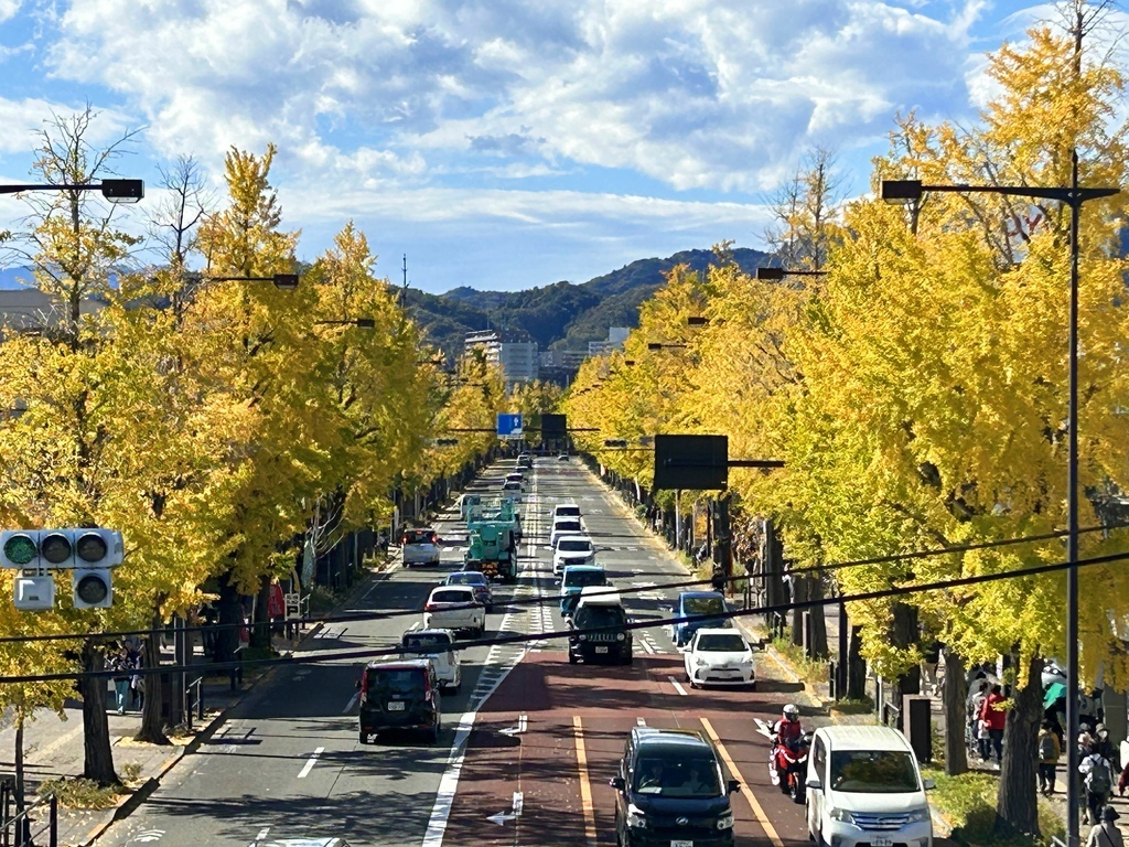 東京 西八王子 銀杏