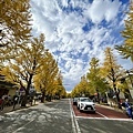 東京 西八王子 銀杏