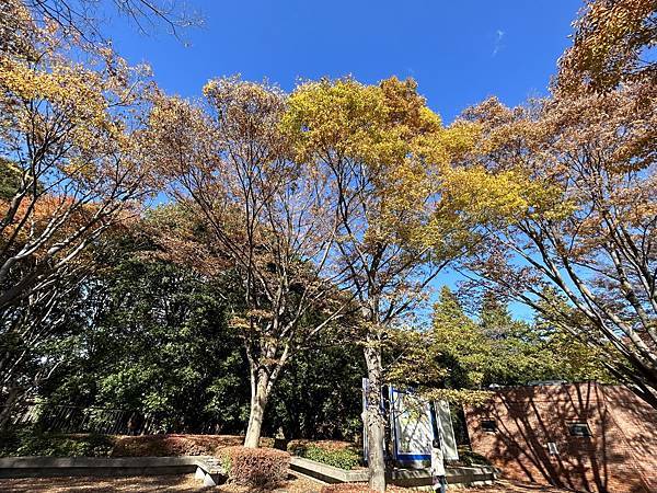 在不會犯錯的景點犯了錯@東京 國營昭和紀念公園