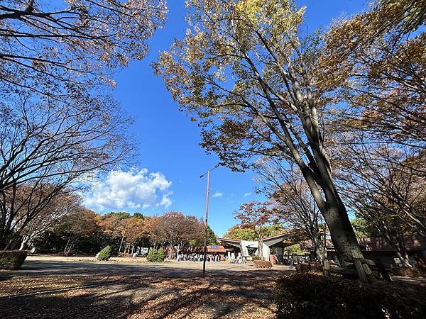 在不會犯錯的景點犯了錯@東京 國營昭和紀念公園