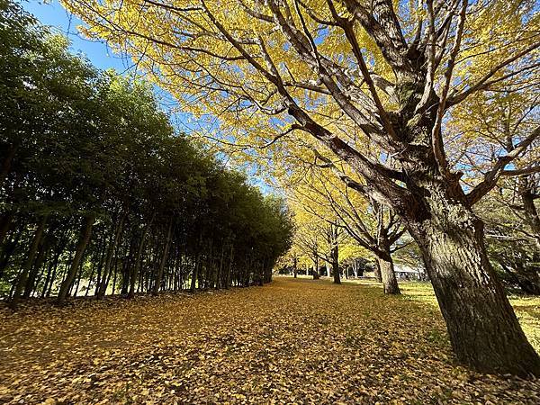 這不是最美的銀杏 @東京 國營昭和紀念公園 西立川口