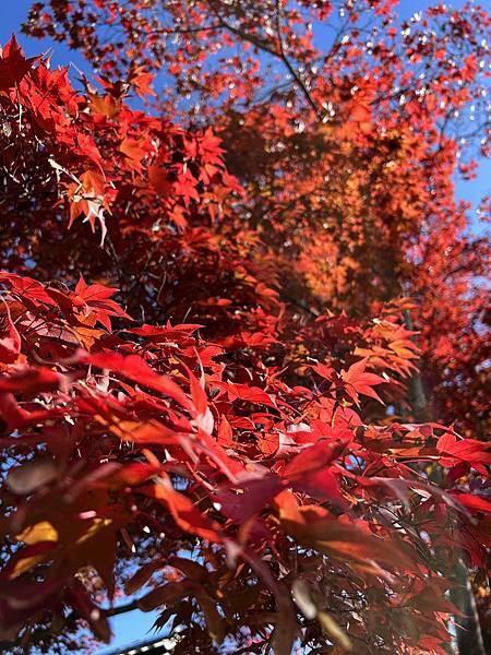 東京的紅葉景點@東京 國營昭和紀念公園