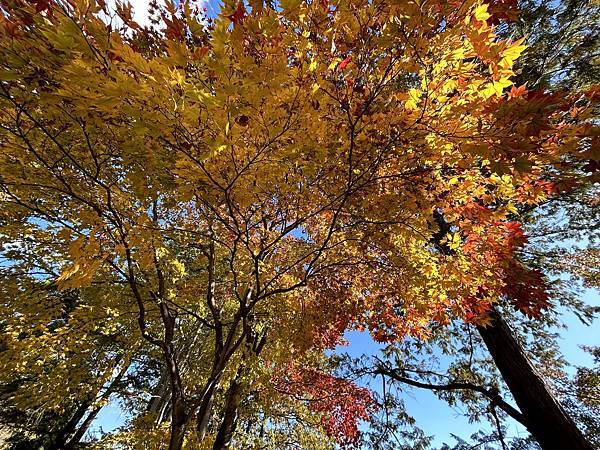 東京的紅葉景點@東京 國營昭和紀念公園