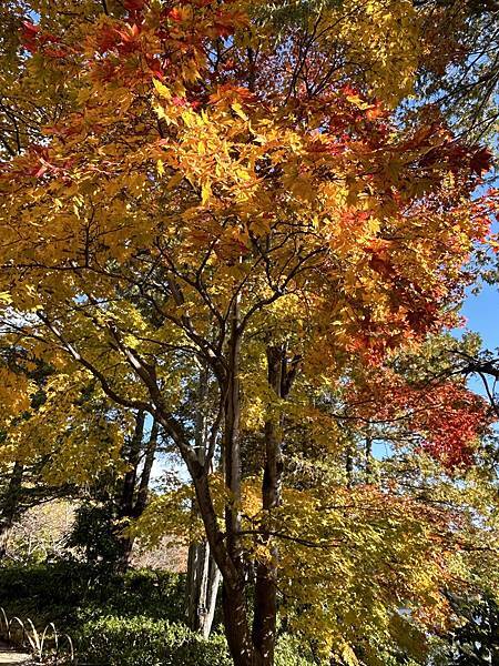 東京的紅葉景點@東京 國營昭和紀念公園