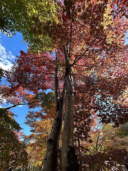 東京的紅葉景點@東京 國營昭和紀念公園