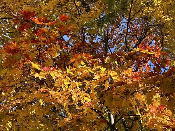 東京的紅葉景點@東京 國營昭和紀念公園