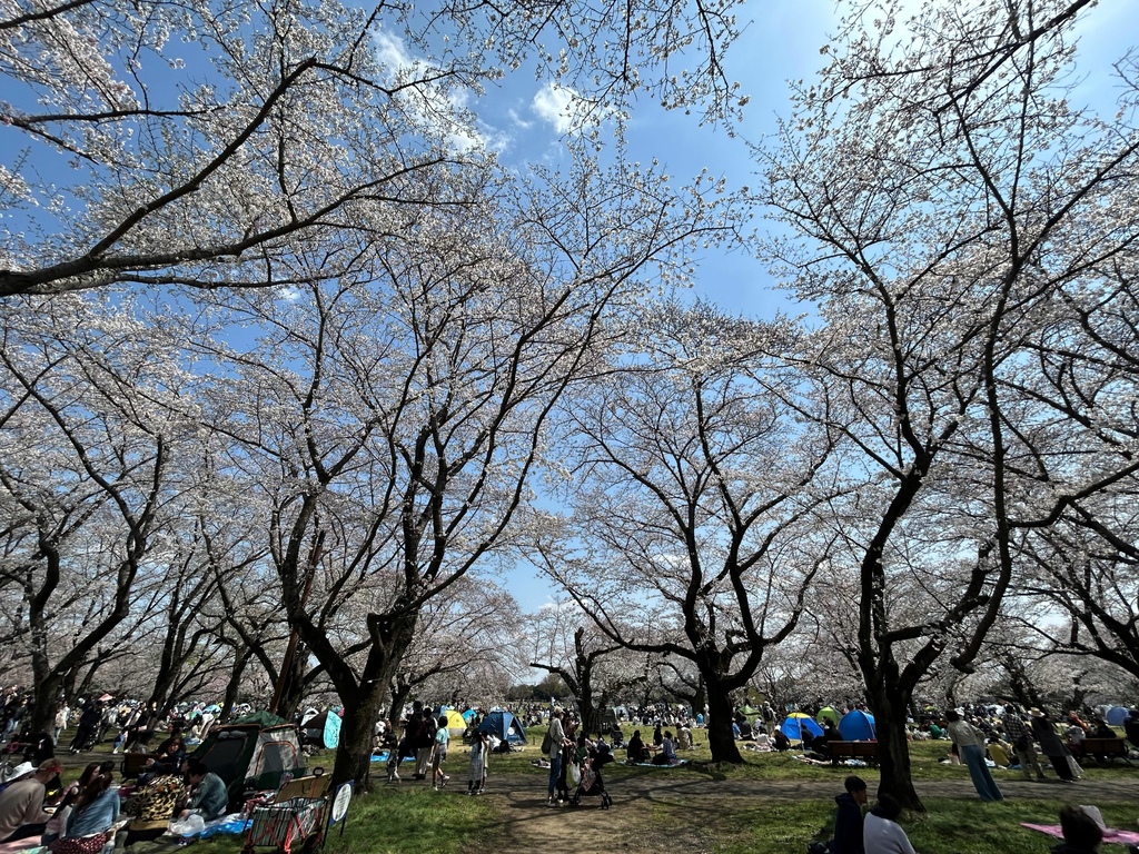 喜歡以前的妳@東京 國營昭和記念公園 喜歡以前的妳@東京 國營昭和記念公園