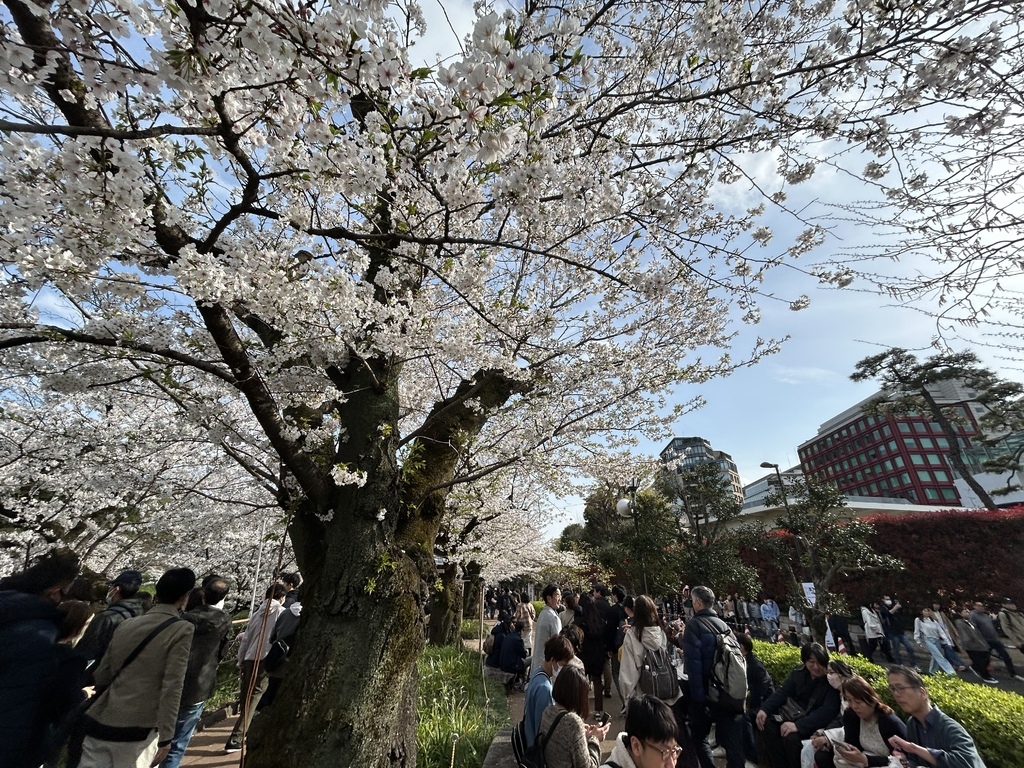 這種的我懂@東京 九段下櫻花 這種的我懂@東京 九段下櫻花
